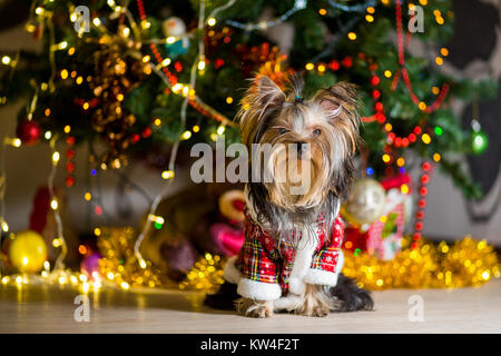 Chien Yorkshire Terrier dans un costume à carreaux se repose sur un arbre de Noël fond garland Banque D'Images