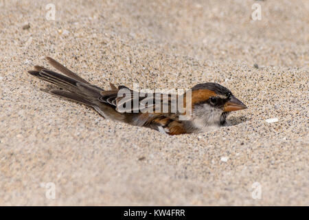 Iago sparrow mâle echelle de la poussière dans le sable Banque D'Images