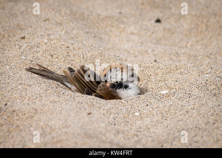 Iago sparrow mâle echelle de la poussière dans le sable Banque D'Images