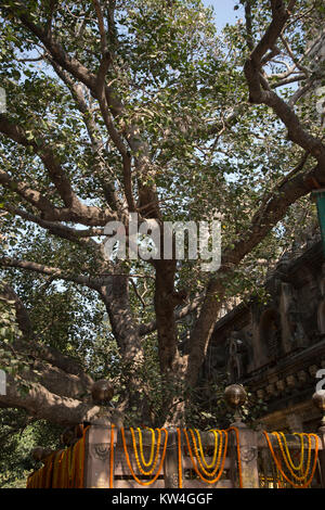 L'Inde. Le Bihar. Bodhgaya, la ville où le Bouddha assis sous ce figuier sacré bhodi (arbre) et a reçu l'illumination. L'ensemble du temple de la Mahabodhi. Banque D'Images