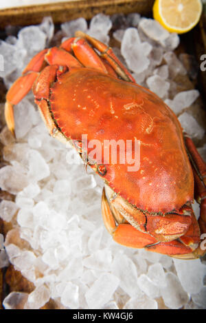 Crabe rouge sur la glace Banque D'Images