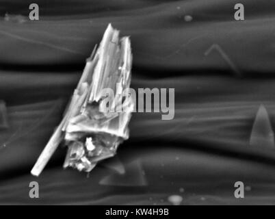 Microscope électronique à balayage (MEB) microphotographie illustrant un morceau de poussière de maison sur le pétale d'une fleur oeillet (Dianthus caryophyllus), à un grossissement de 4000x 2016. Banque D'Images