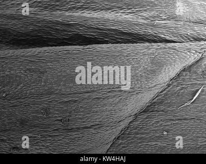 Microscope électronique à balayage (MEB) microphotographie illustrant le pétale de fleur oeillet (Dianthus caryophyllus), montrant la structure cellulaire, avec des specs de poussières domestiques présents et les dommages à l'petal visible, à un grossissement de 80x, 2016. Banque D'Images