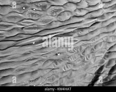 Microscope électronique à balayage (MEB) microphotographie illustrant le pétale de fleur oeillet (Dianthus caryophyllus), montrant la structure cellulaire, avec des specs de poussières domestiques présents, à un grossissement de 600x, 2016. Banque D'Images