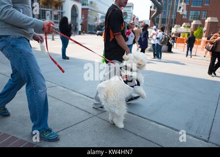 Un homme promène son chien, qui porte un maillot géant et saute avec enthousiasme, en direction de O'Doul Gate avant les jours de canicule articles promotionnels d'un match de baseball, un événement annuel dans lequel l'équipe de baseball des Giants de San Francisco permet aux fans d'amener leurs chiens pour un match de saison régulière, à l'extérieur dans le parc d'ATT Chine Quartier Bassin de San Francisco, Californie, le 21 août 2016. Banque D'Images