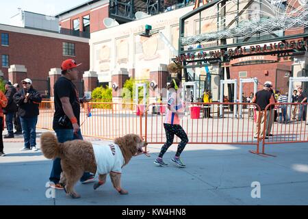 Un homme promène son chien, qui porte un maillot de joueur de baseball Madison Bumgarner, vers le O'Doul Gate avant les jours de canicule articles promotionnels d'un match de baseball, un événement annuel dans lequel l'équipe de baseball des Giants de San Francisco permet aux fans d'amener leurs chiens pour un match de saison régulière, à l'extérieur dans le parc d'ATT Chine Quartier Bassin de San Francisco, Californie, le 21 août 2016. Banque D'Images