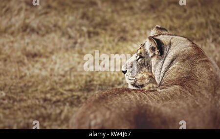 Portrait d'une belle lionne, Retrospect Banque D'Images