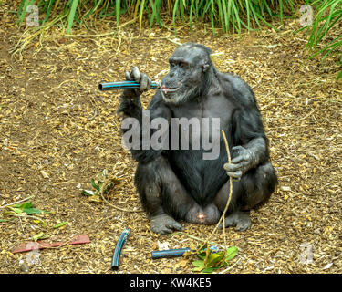 Les chimpanzés dans Monarto Zoo, l'Australie, SA Banque D'Images