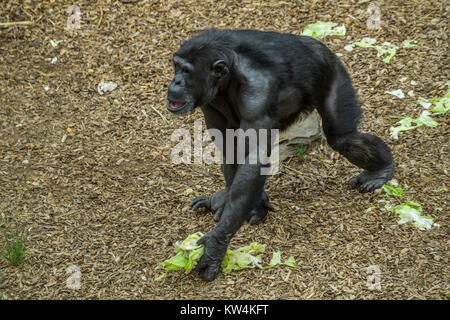 Les chimpanzés dans Monarto Zoo, l'Australie, SA Banque D'Images