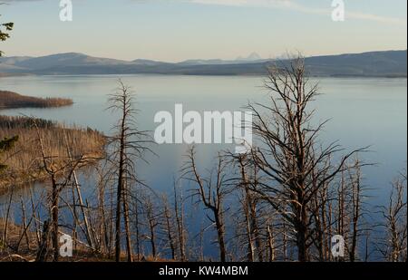 Le Lac Yellowstone comme vu du lac Butte, donnent sur le parc national de Yellowstone, Wyoming, Juillet, 2015. Image courtoisie Diane Renkin/Parc National de Yellowstone. Banque D'Images