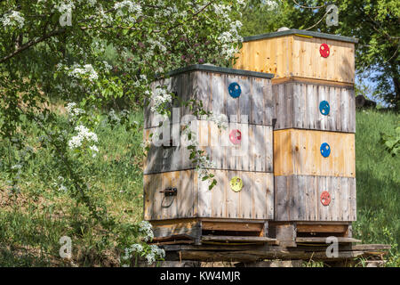 Ruches dans un jardin fleuri, ruche en bois sur prairie sous les arbres Spring Flowers Garden ruches Banque D'Images