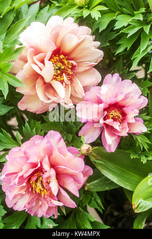 Pivoine Paeonia Peonies 'Hillary' Rose Flower Garden intersection Itoh fleurs Pink Peonies Pink Peony hybride Itoh Peony in Bloom Petals Plant Banque D'Images