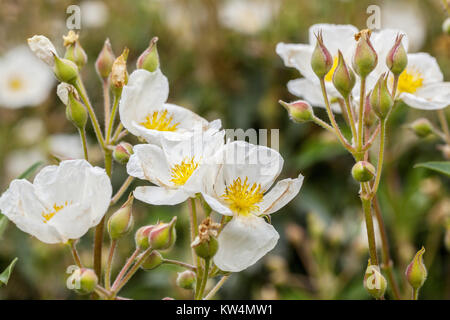 Cistus laurifolius ciste, Banque D'Images