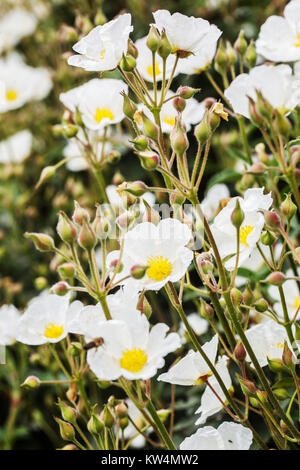 Cistus laurifolius, arbuste à fleurs de rosier dans le jardin Banque D'Images