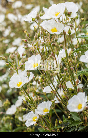 Cistus laurifolius ciste, Banque D'Images