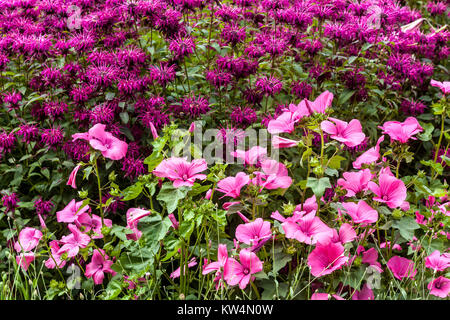 Monarda 'Purple Troya' et Rose de la maloque, Lavatera trimestris 'Silver Cup' jardin violet lit de fleurs mélangées Banque D'Images