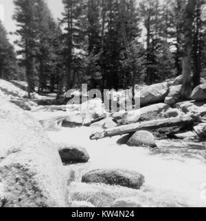 Une rivière s'engouffre dans des rapides, sur les rochers et les arbres tombés, Californie, 1939. Banque D'Images