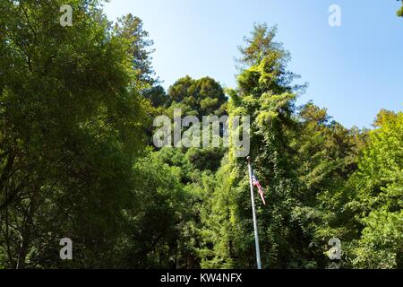 Un drapeau américain vole sur un poteau qui se trouve en face d'un mélange de conifères et arbres à feuilles caduques à Muir Woods National Monument, Mill Valley, Californie, le 5 septembre 2016. Banque D'Images