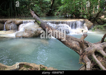 Grand arbre tombé et chute d'eau d'Erawan en Thaïlande Banque D'Images