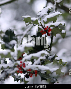 Pic montre : Snow hits Yorkshire. Scènes enneigées dans Ilkley, West Yorkshire ce matin après une nuit lourde de l'automne. La neige était toujours en baisse comme la poussière de Banque D'Images