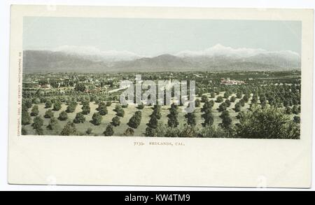 Carte postale d'un paysage qui comprend plusieurs grands vergers, Redlands, Californie, 1902. À partir de la Bibliothèque publique de New York. Banque D'Images