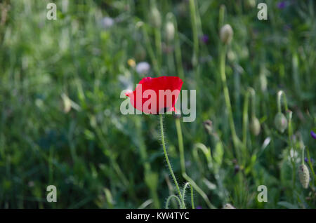 Un champ de fleurs sauvages et coquelicots Banque D'Images