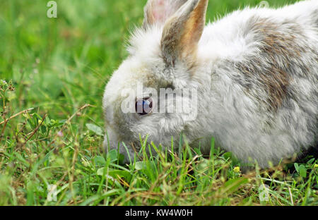 Cute Bunny mange de l'herbe à l'extérieur de marche Banque D'Images