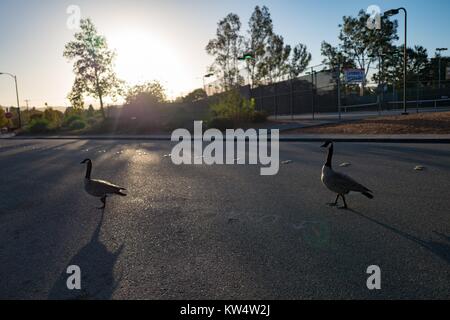 Dans la région de la baie de San Francisco ville de Walnut Creek, Californie, deux Bernaches du Canada contre une route à l'aube, le 13 septembre 2016. Banque D'Images