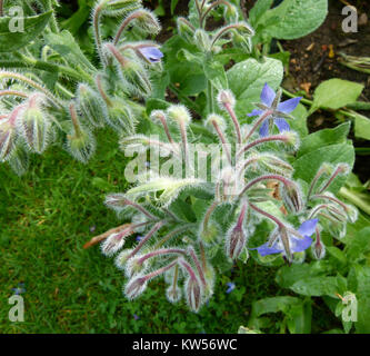 Borago officinalis, communément appelé bourrache, est une plante à fleurs connue pour ses utilisations médicinales et culinaires. Il est présenté dans un parc floral, mettant en valeur ses fleurs bleues vibrantes et ses propriétés bénéfiques. Banque D'Images