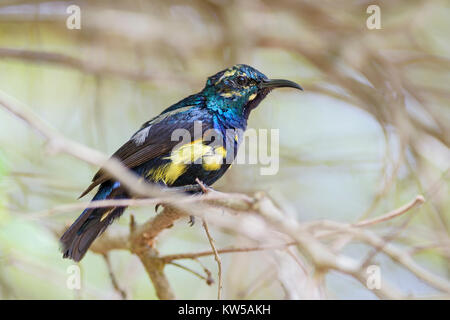 Purple Sunbird - Chalcomitra asiaticus, Sri Lanka Banque D'Images