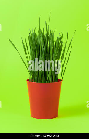Noël vert jeune blé dans un pot rouge sur un fond vert, surface. Banque D'Images