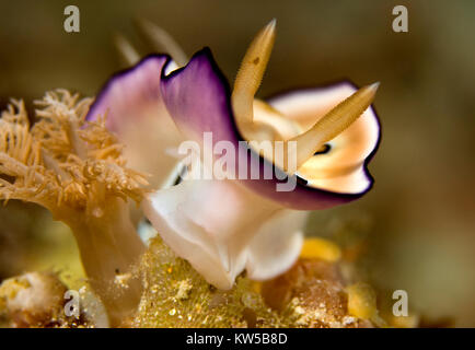 CLOSE UP OF COLORFUL NUDIBRANCH (GONIOBRANCHUS CI) Banque D'Images