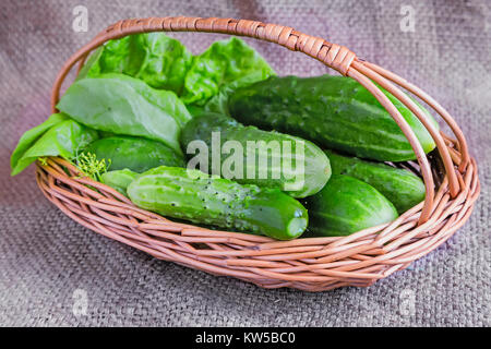 Sur un tissu en lin a représenté les jeunes concombres vert dans un panier en osier. Banque D'Images