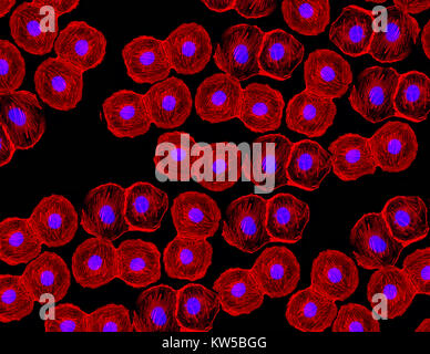 Image fluorescente de cellules souches humaines colorées avec des marqueurs d'anticorps monoclonaux sous la microscopie montrant des noyaux en bleu et des microtubules en rouge Banque D'Images