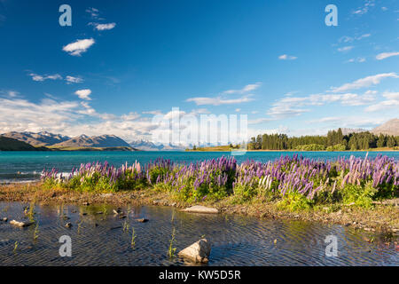 Lupins au Lac Tekapo, île du Sud, Nouvelle-Zélande Banque D'Images