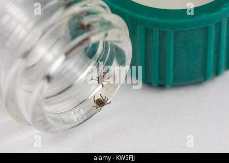 Tiques sur le flacon. Le ricin tique. Ixodes ricinus. Close-up d'insectes dangereux en tube à essai. Les porteurs de l'infection. Des essais en laboratoire. Banque D'Images