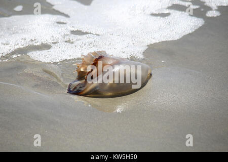 Un boulet de méduse échouée sur une plage de sable. Banque D'Images