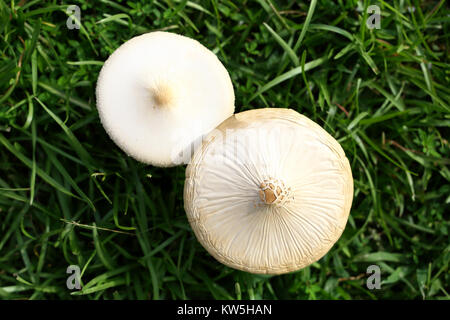 Les champignons de pelouse qui sortent de l'herbe. Banque D'Images