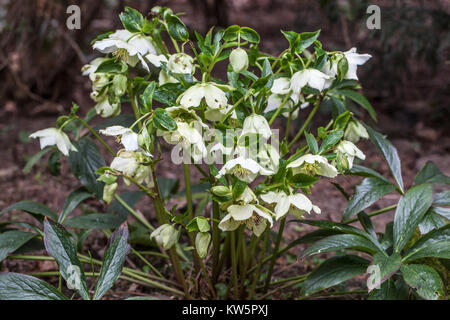 Helleborus niger blanc jardin de roses de Noël hellebore, Lanten Rose Cpump Banque D'Images