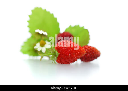 Les Fraises sauvages avec des feuilles vertes, fleurs et fruits rouges sur fond blanc Banque D'Images