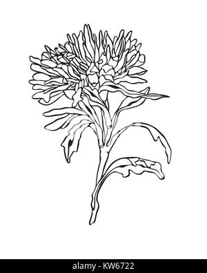 Vector illustration Aster Fleurs Art nouveau avec des feuilles Illustration de Vecteur