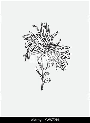 Vector illustration Aster Fleurs Art nouveau avec des feuilles Illustration de Vecteur