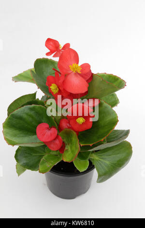 Begonia. Solenia Begonia fleurs en pot isolé sur fond blanc. Motif floral, fond de fleurs Banque D'Images