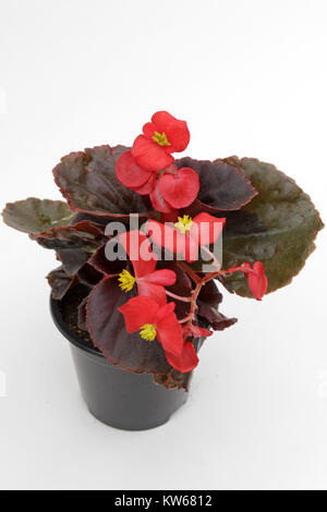 Begonia. Solenia Begonia fleurs en pot isolé sur fond blanc. Motif floral, fond de fleurs Banque D'Images