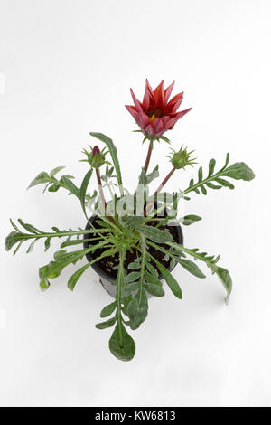 Gazania. Crimson rouge fleur Gazania avec des feuilles vertes et des boutons de fleurs isolé sur fond blanc pour la vente, des décorations ou des chèques-cadeaux. Motif floral Banque D'Images