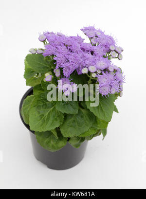 Ageratum. Ageratum bleu violet fleurs en pot isolé sur fond blanc. Agérate usine motif floral, blue flowers background Banque D'Images