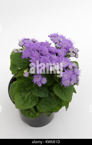 Ageratum. Ageratum bleu violet fleurs en pot isolé sur fond blanc. Agérate usine motif floral, blue flowers background Banque D'Images