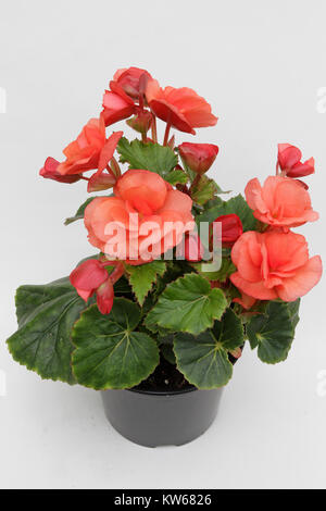 Begonia. Solenia Begonia fleurs en pot isolé sur fond blanc. Motif floral, fond de fleurs Banque D'Images