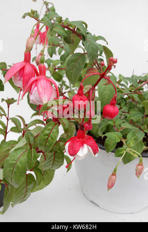 Fuchsia. Fuchsia fleurs dans les tons de rose et de blanc en pot isolé sur fond blanc. Motif floral. Fleurs de printemps et d'arrière-plan. Banque D'Images