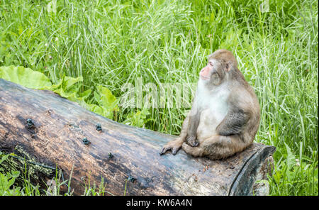 Monkey coin sur un rondin de bois Banque D'Images